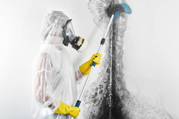 Mold Remediation for Rental Properties